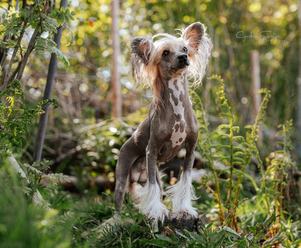 Crested Vixen's Norwegian Ridgeback