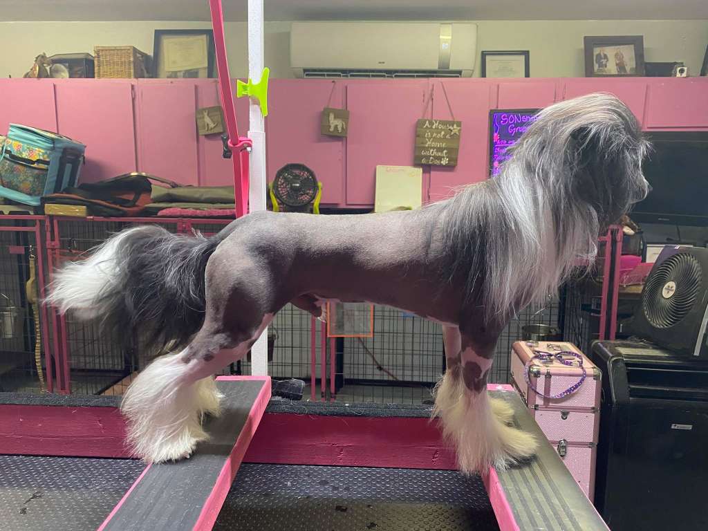 Dasha's Kongs Second Banana