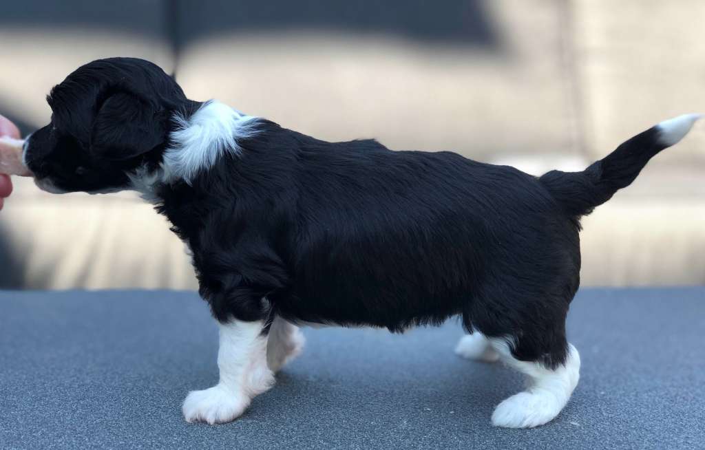 Lintika's Ebenholtz Of Gold