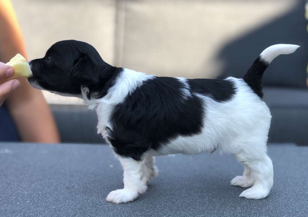 Lintika's Epic Gold'N Tail