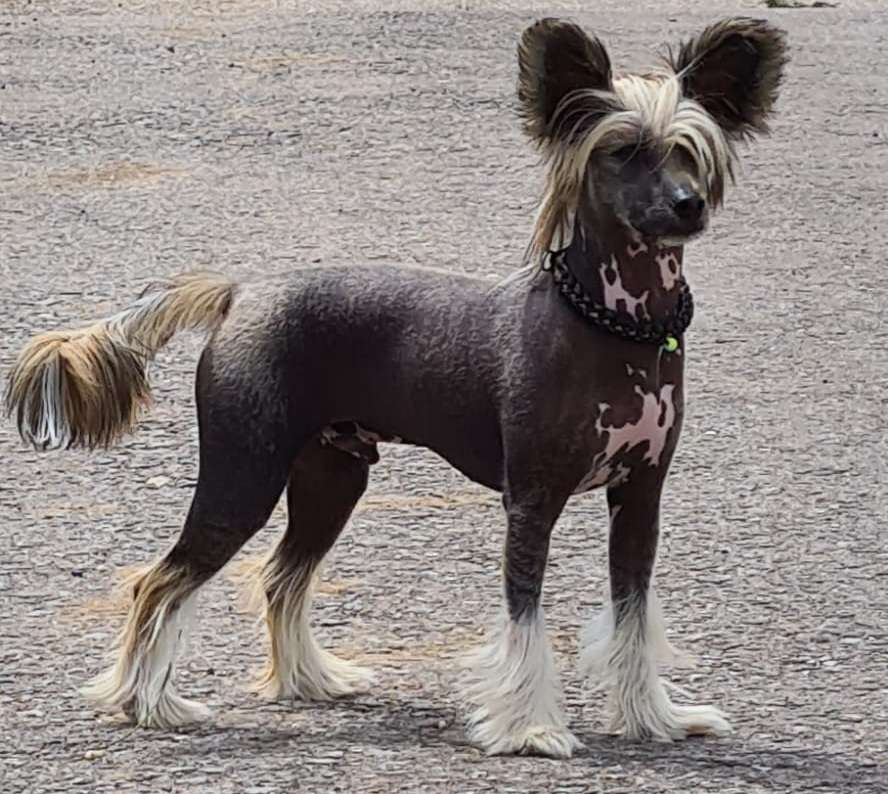 Jaspal MeFi of Purple Rain