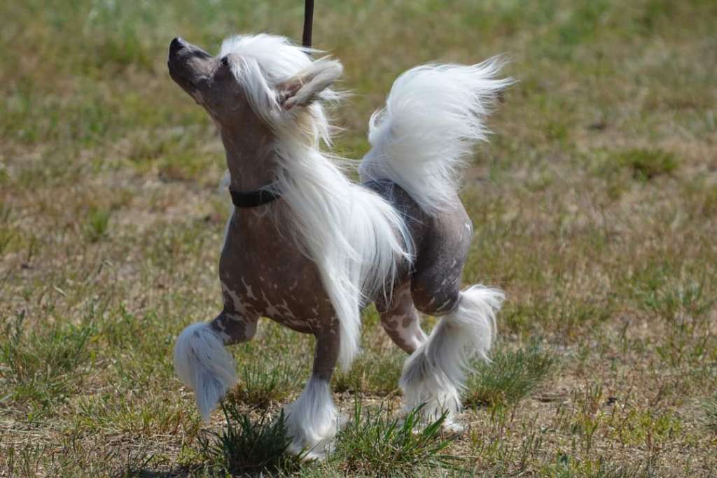 Jeevan MeFi of Purple rain