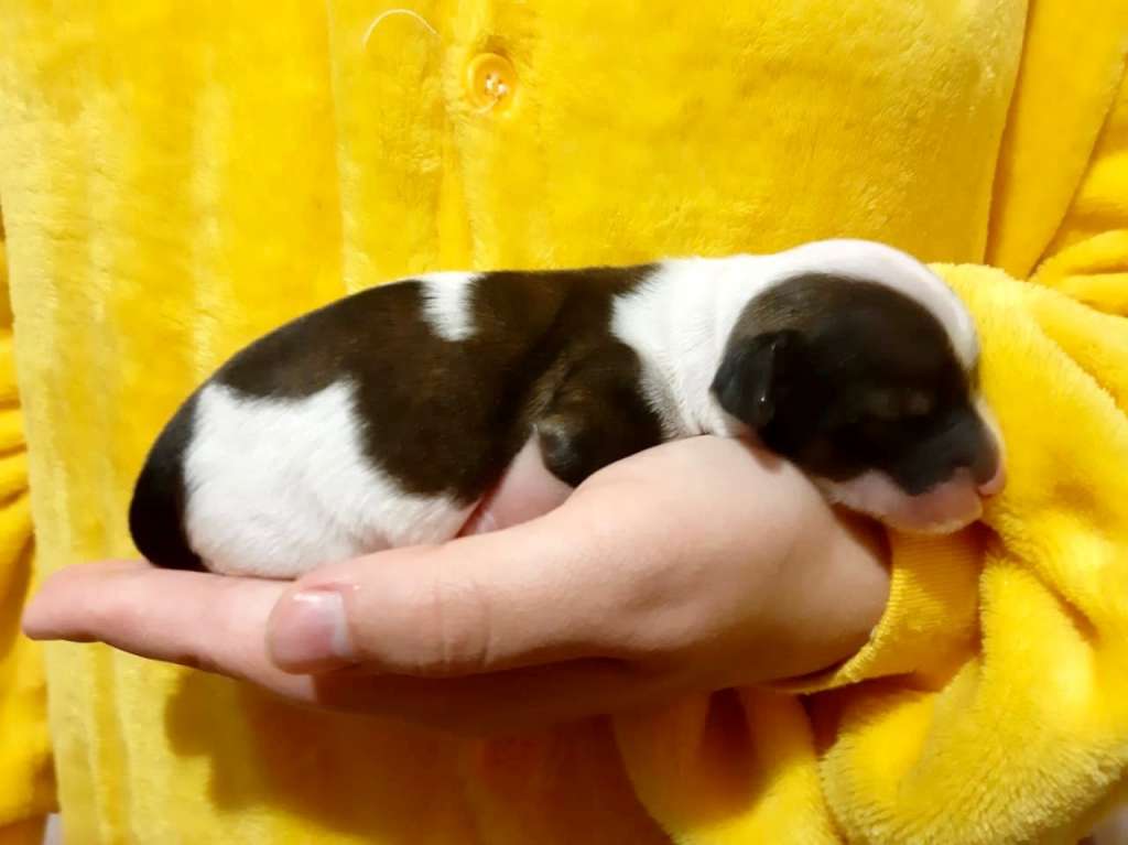 Shining Stardogs Dakota