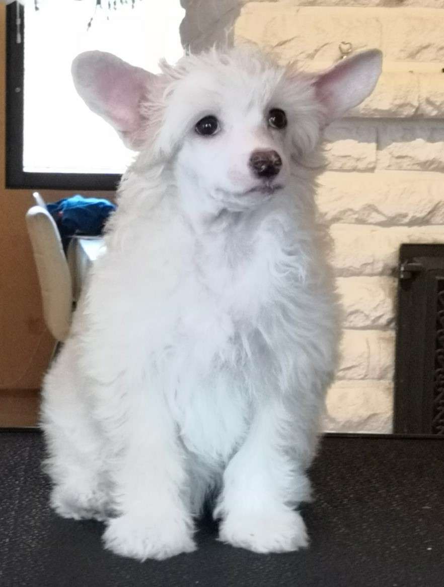 Timanttiliigan Tofferina