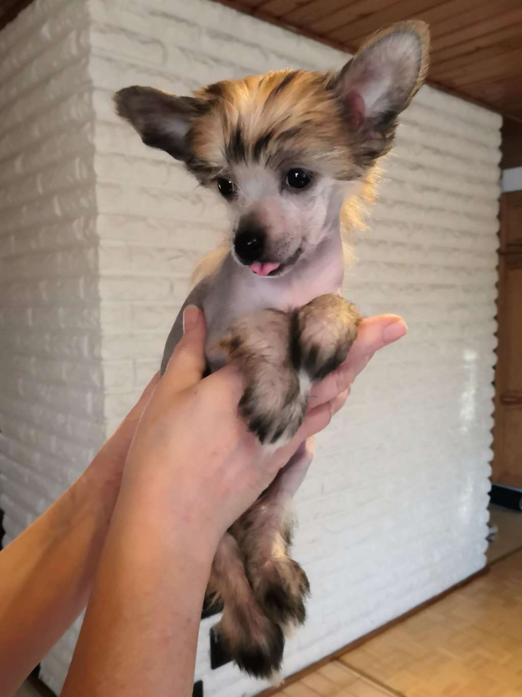 Timanttiliigan Pätkis