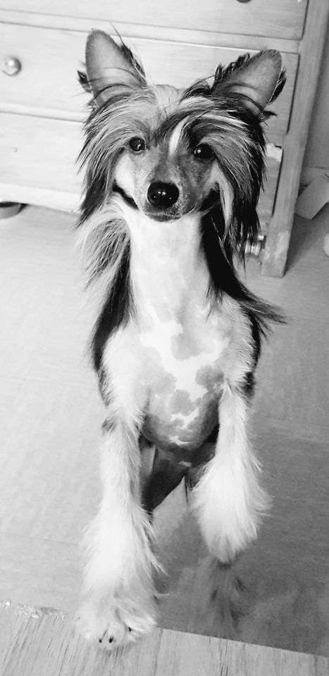 Rebelle Little Champs