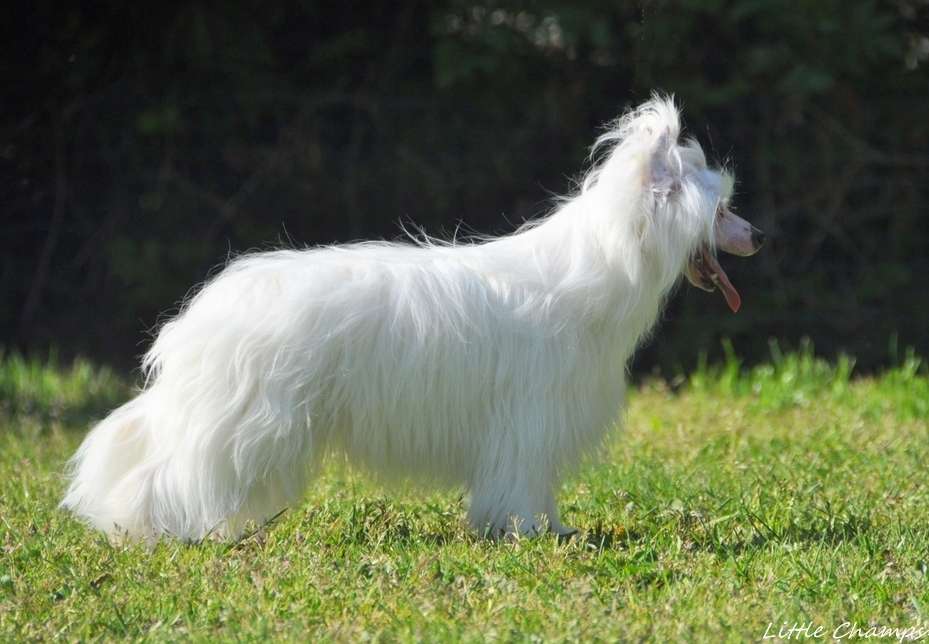 Rhum Pom Pom Pom Little Champs