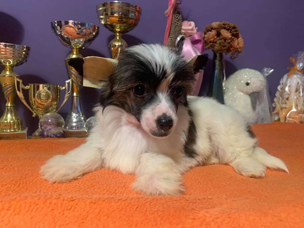 Fundoklia-völgyi Kaszanics Cocain