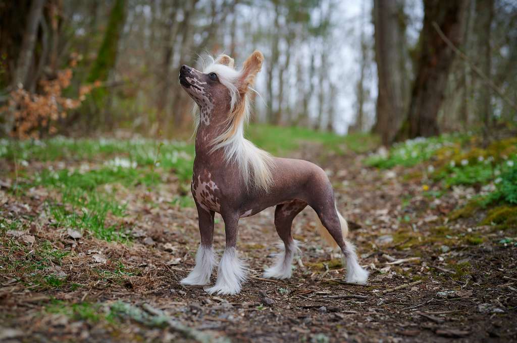 Sirocco The Devil's Bedpost