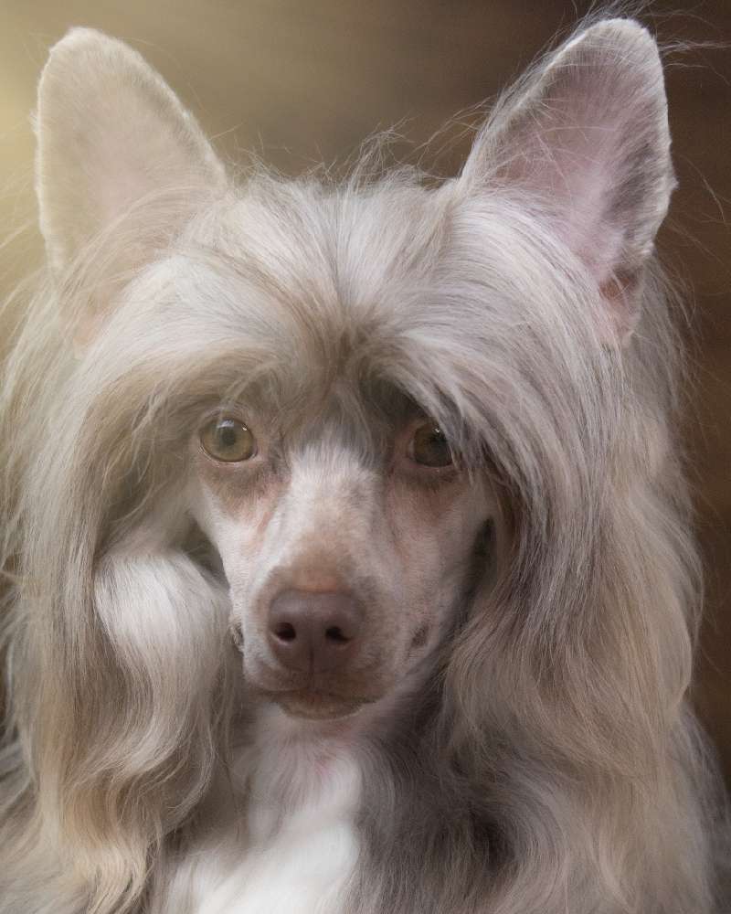 Sasquehanna (fci) Ernestyna