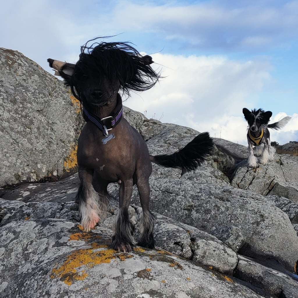 Crested Vixen's Manic Sprinkle