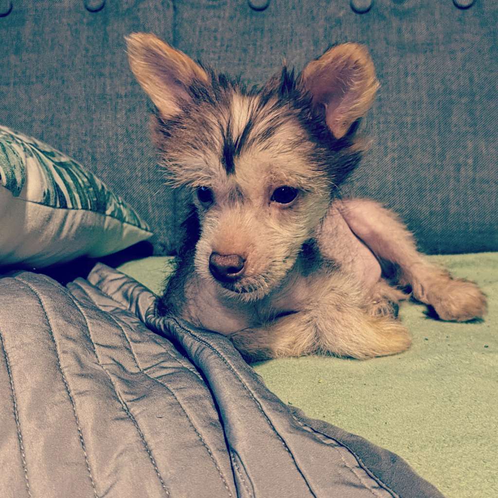 Dragon La Folie  Roingold