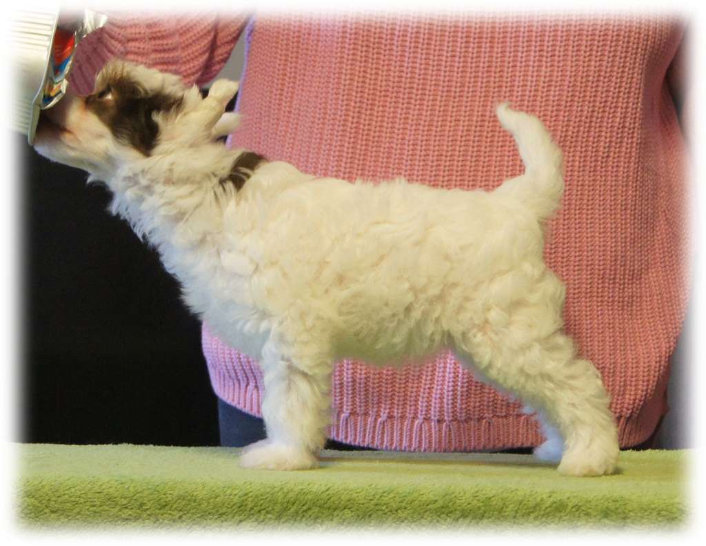 Dzika namietnosc Roingold