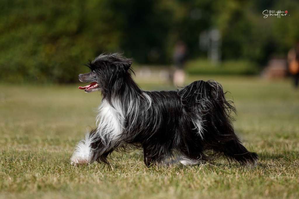 Kidsolarus Ulzana Tequila Jazz