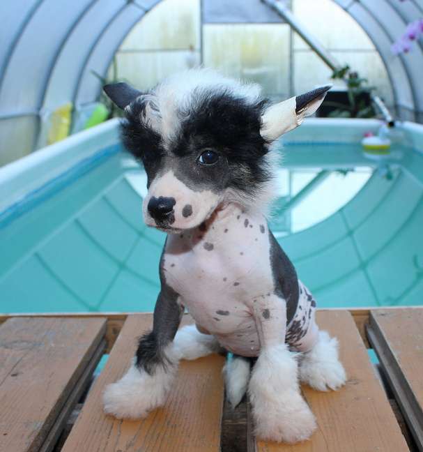 Angel O Check Greshanka