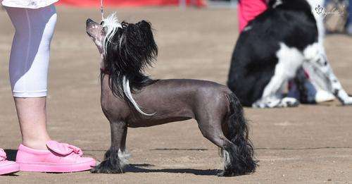 Allegranden Lanson Black Label Champagne