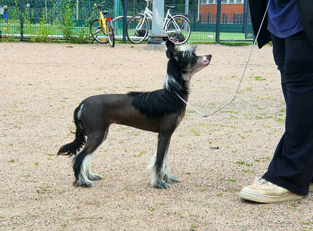 Allegranden Black Label Liquorice
