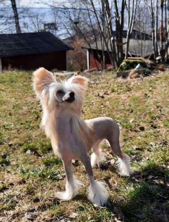 Ridgecrest's Princess Love Myself