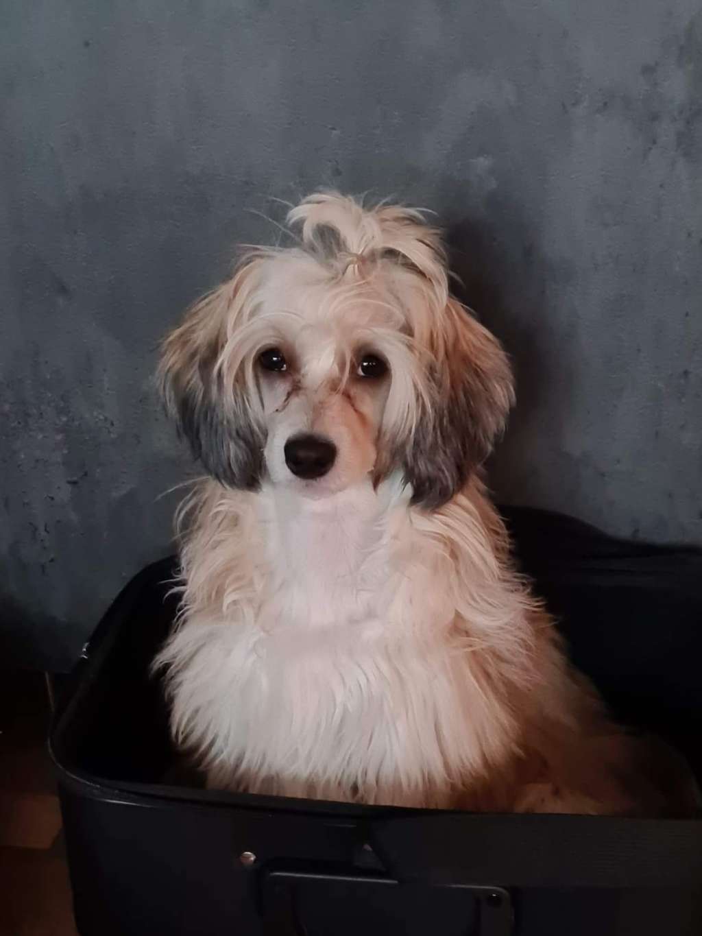 Ridgecrest's No Limit