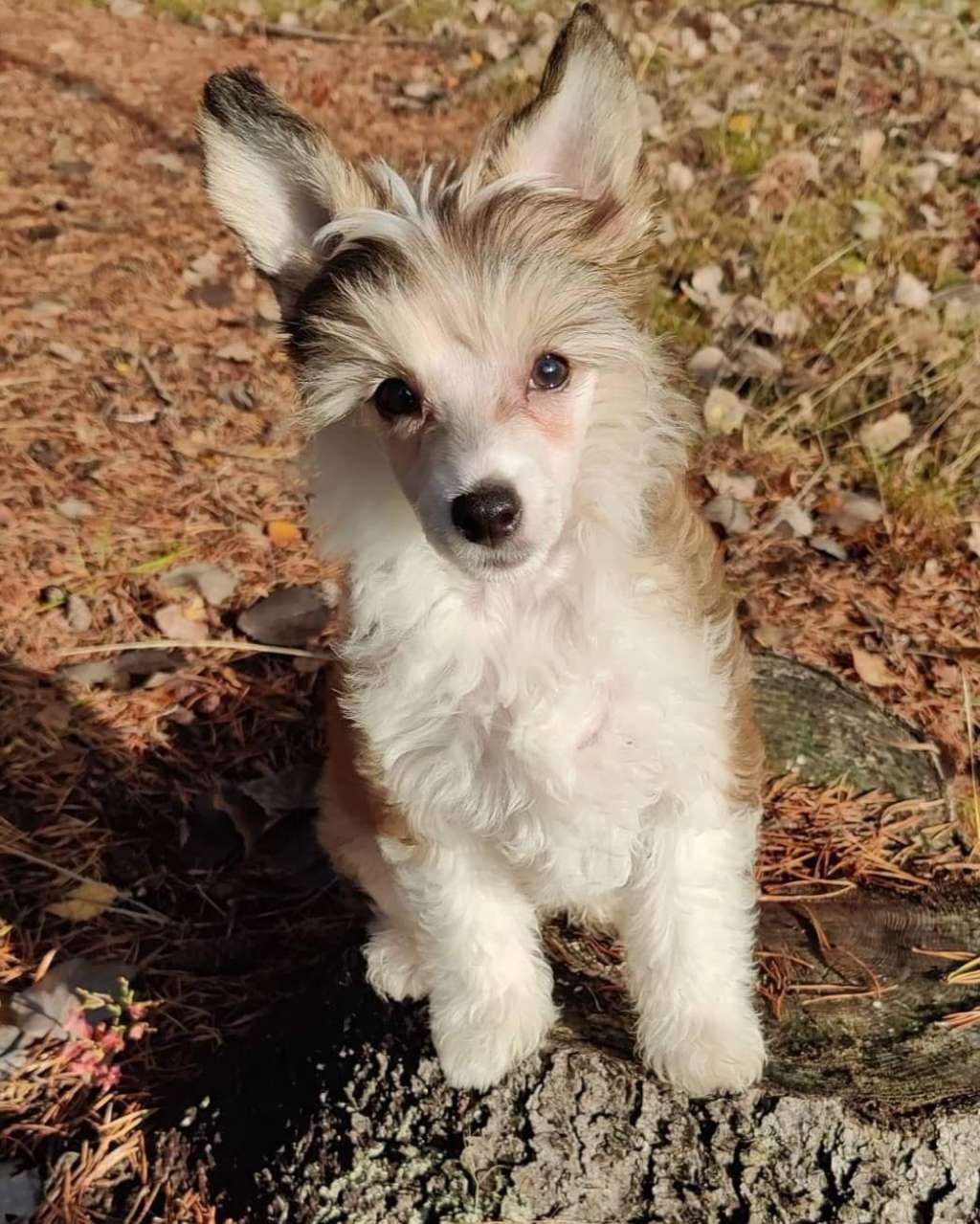 Ridgecrest's Goes All-In