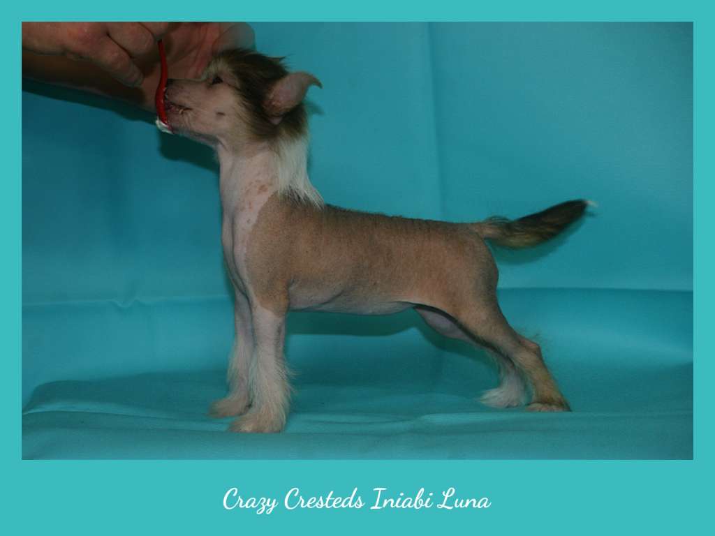 Crazy Cresteds Iniabi Luna