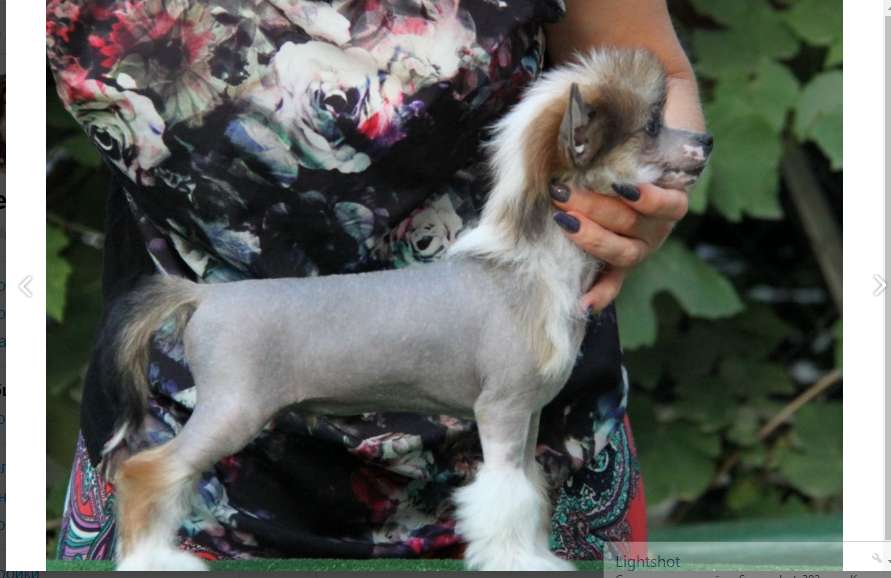 Zheneva-Debjut Top of the all Mikey