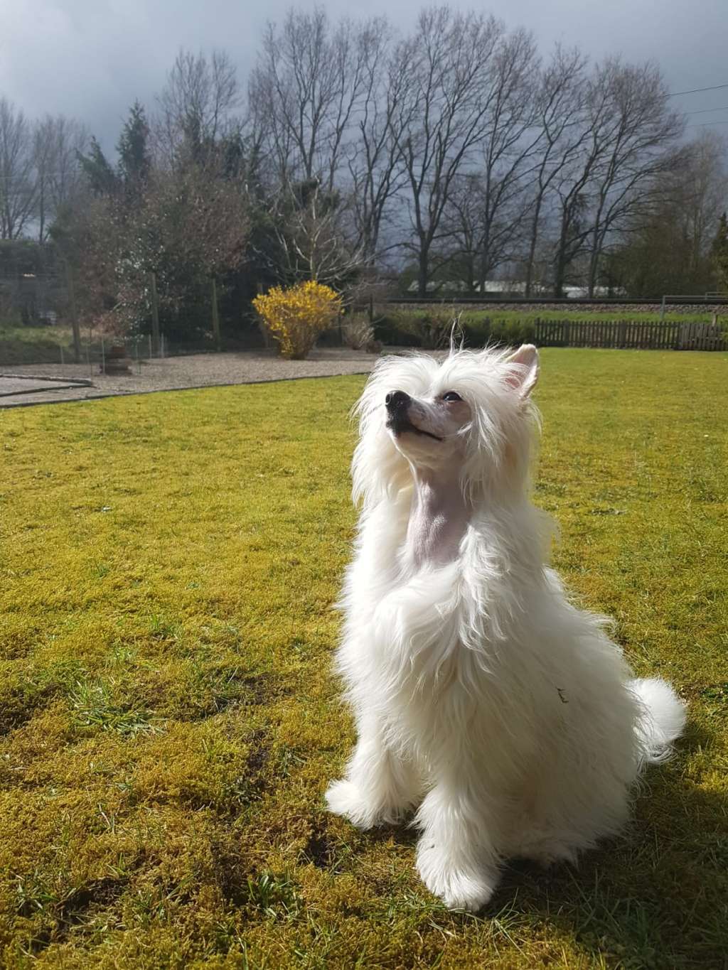 Crazy Cresteds Iyoya Luna