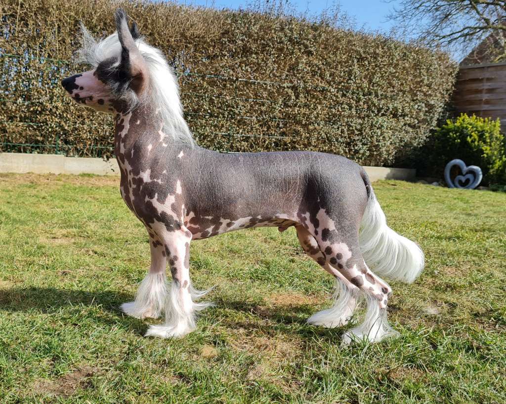 Crazy Cresteds Intermezzo Luna