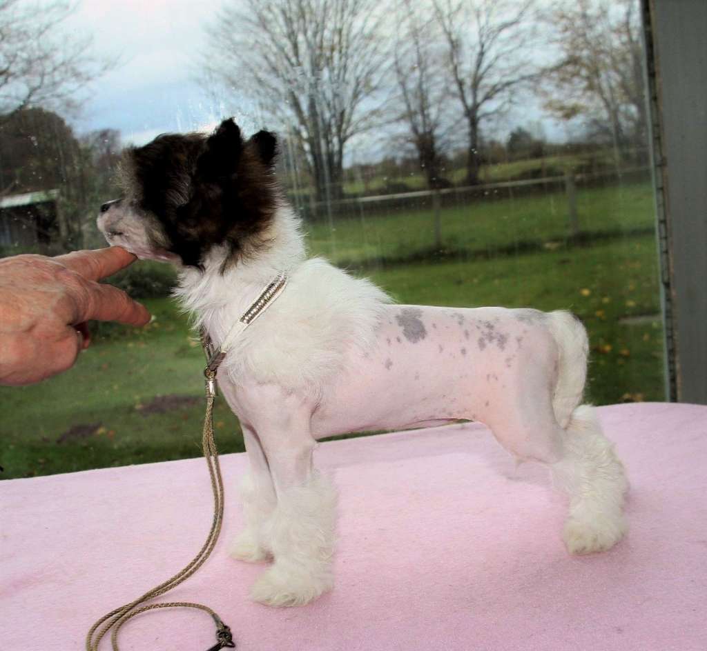 Be My Dog's Zerbinetta