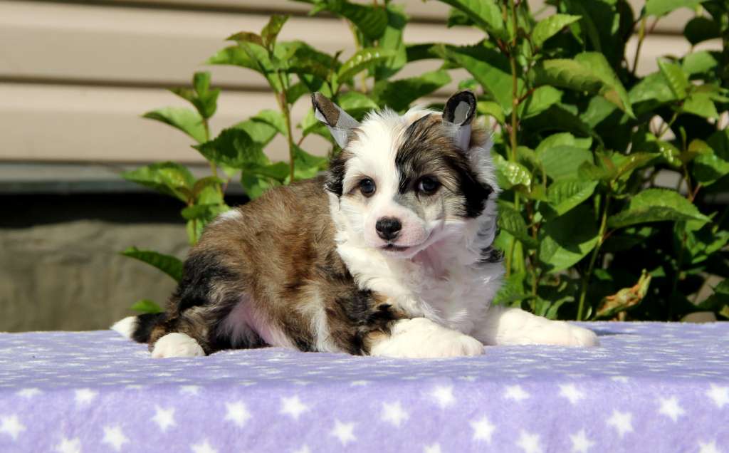 Moonlight Fantasy Miss Pafos