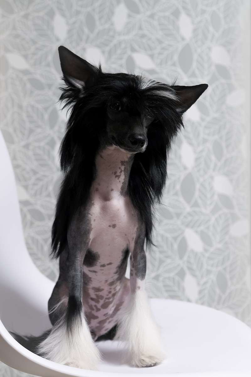 Krasunya Lybid' El Tiola