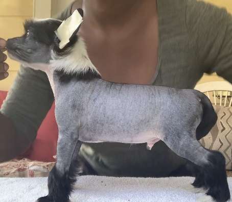 DeBahtrio All Us Flowers Sleep In The Winter