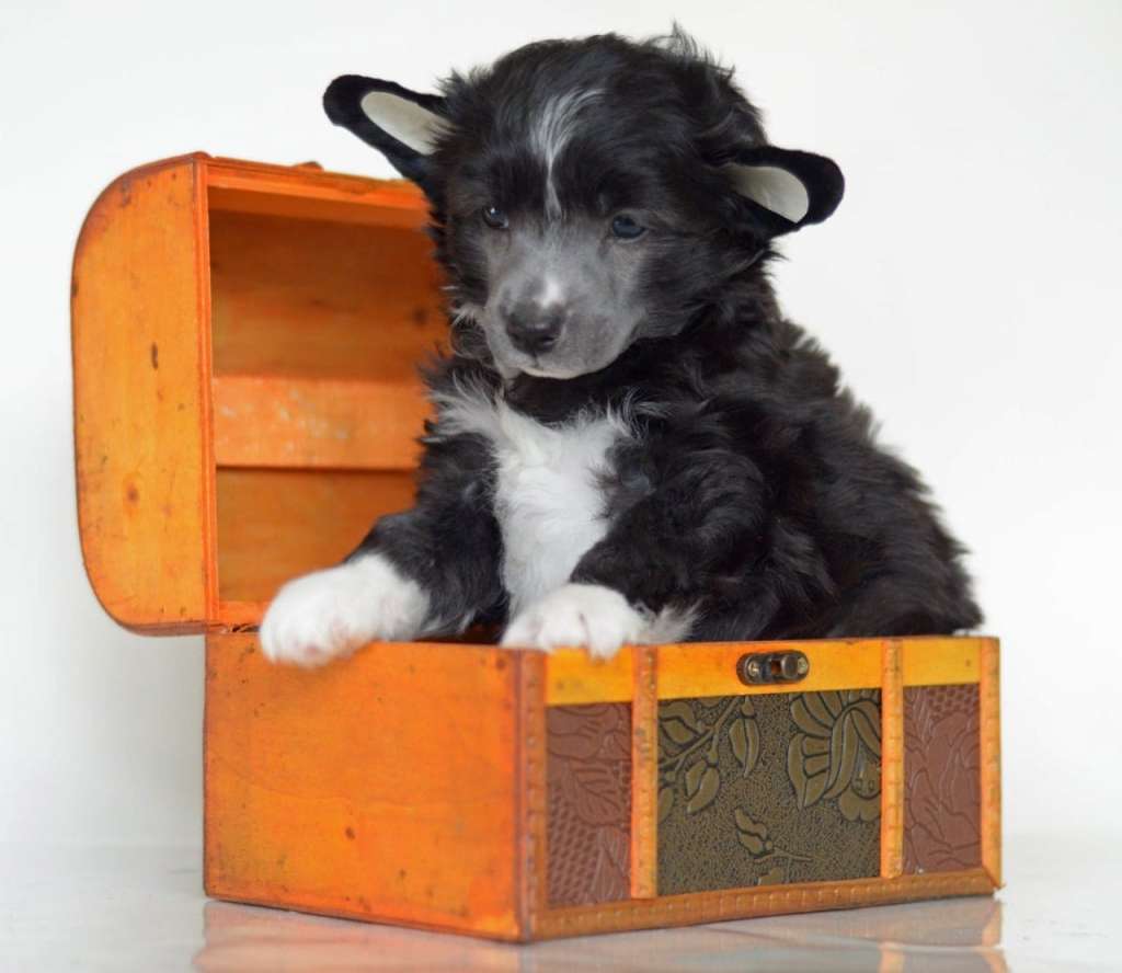 Olrif I Have A Spell