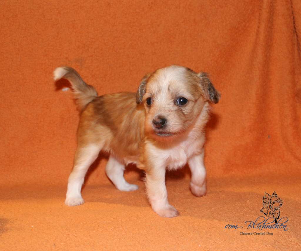 Gretel vom Blühmchen