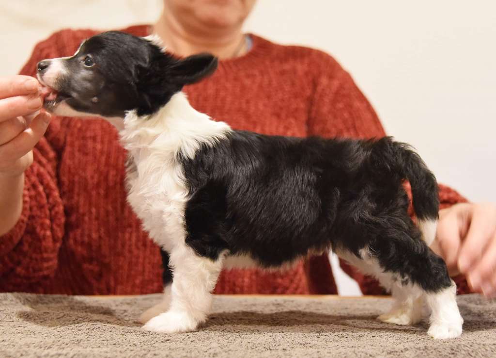 Jean Dark Very Good Sir