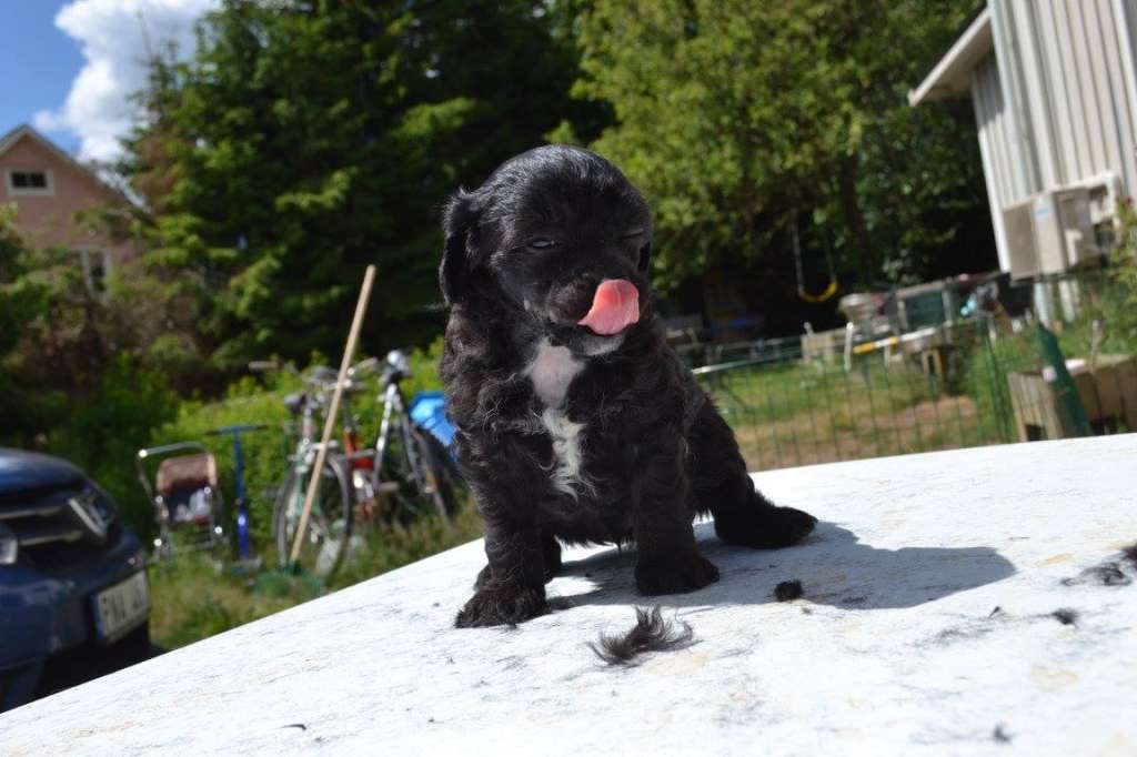 Nightstorms Cadillac Inferno