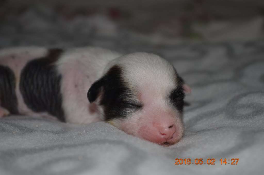 Nightstorms Diamond Boy