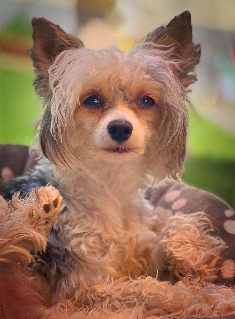 Born to be Wild in Terra Civis