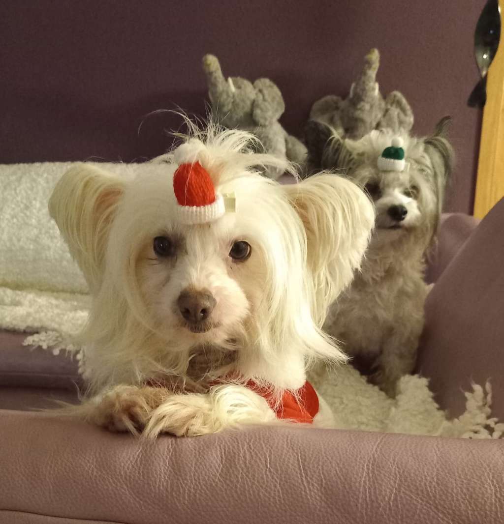 Basilea in Terra Civis