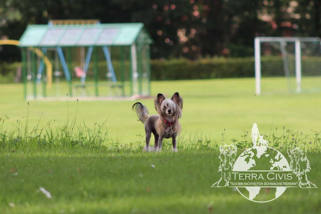 Bijou in  Terra Civis