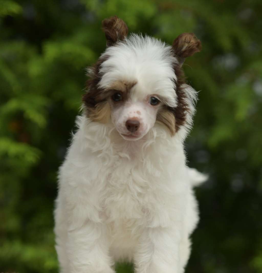 HitLine Ltd Exelsior