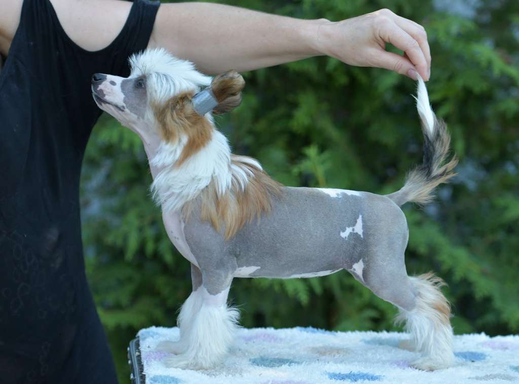 HitLine Ltd  Shiny Moon