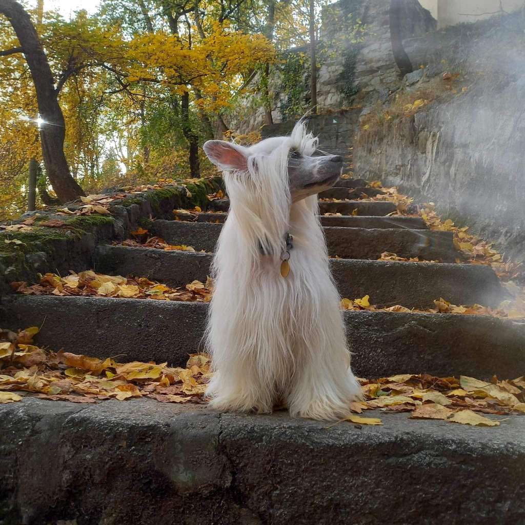 Romeo Jemalle