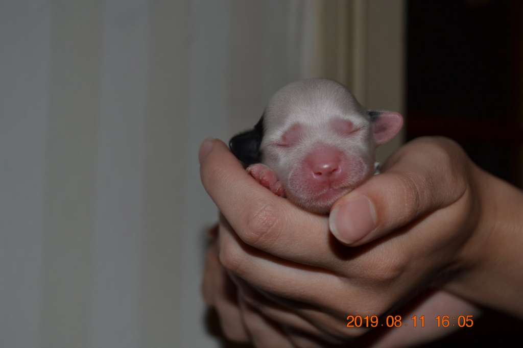 nightstorms Fairytale Crest