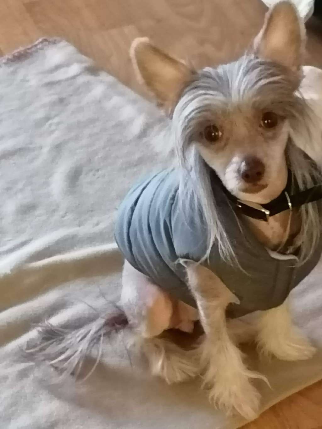 Sun Dan Sweet As Peach