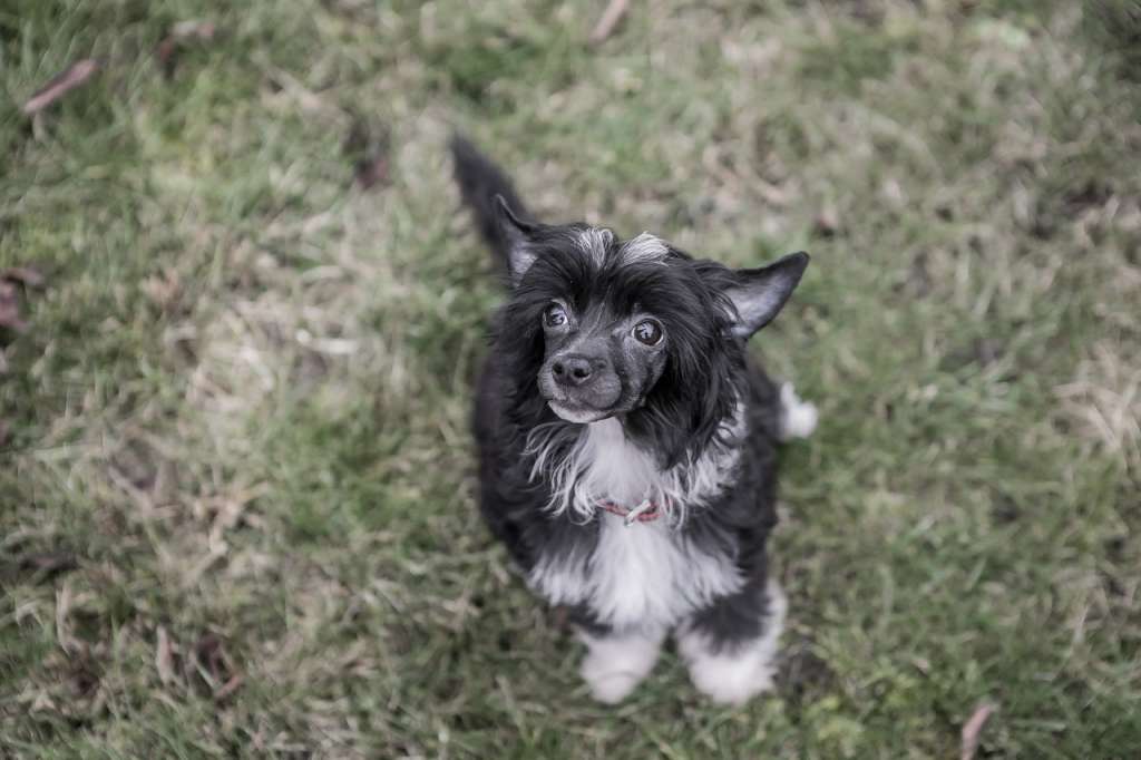 Nisa Diamond of the Night