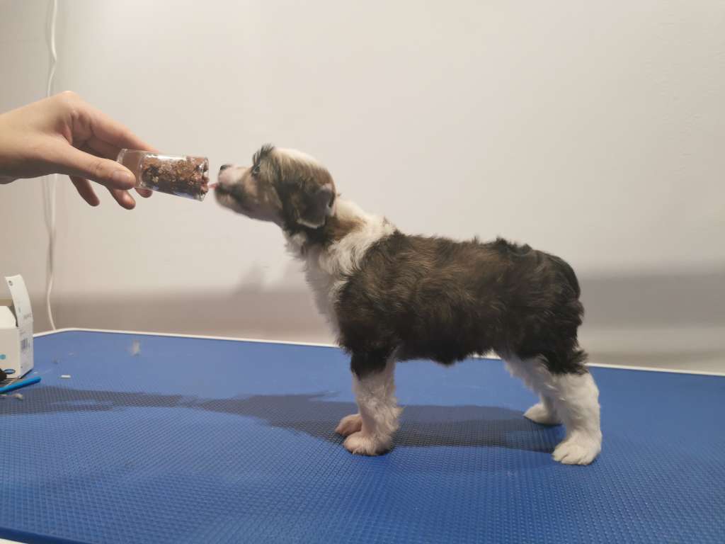 Scarlett O'Hara Descente Dans La Folie