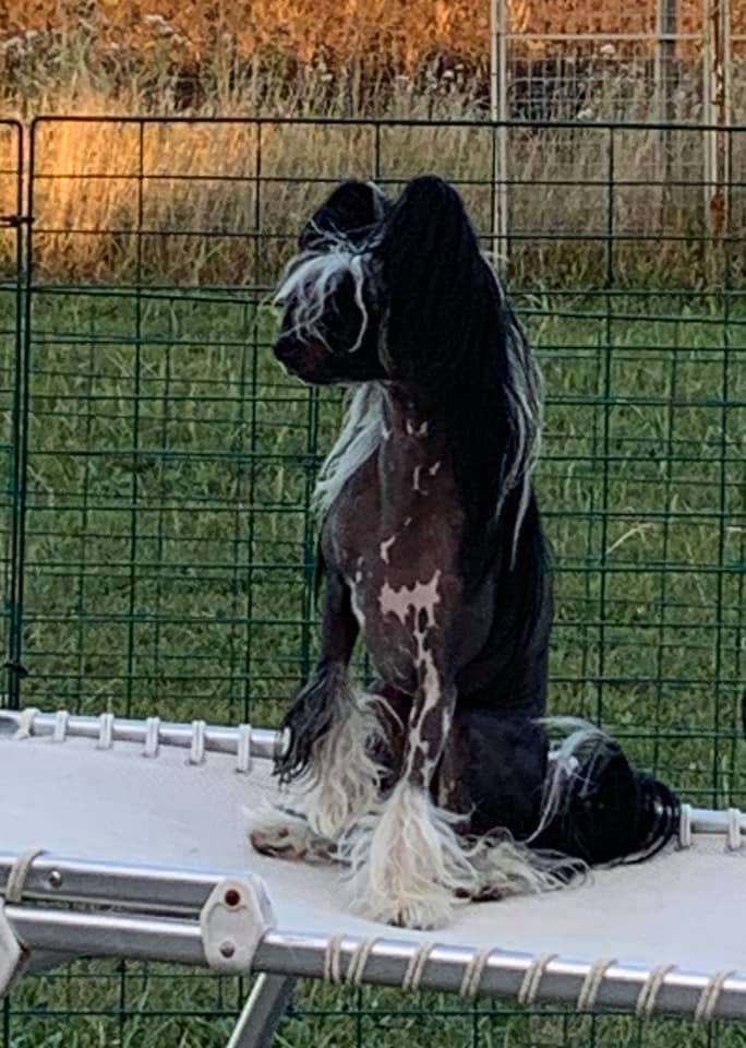 Sweet Mee Daisy's License To Kill