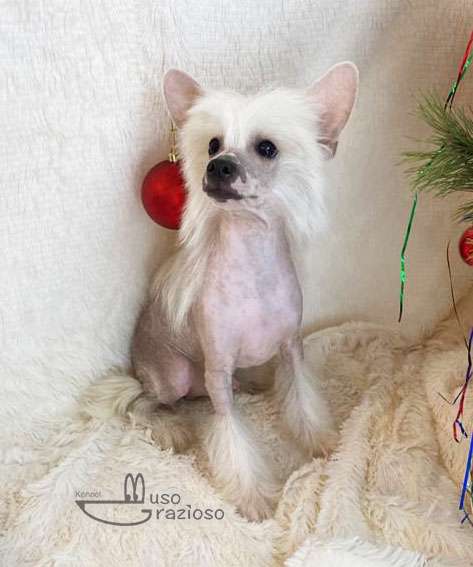 Muso Grazioso Ever After