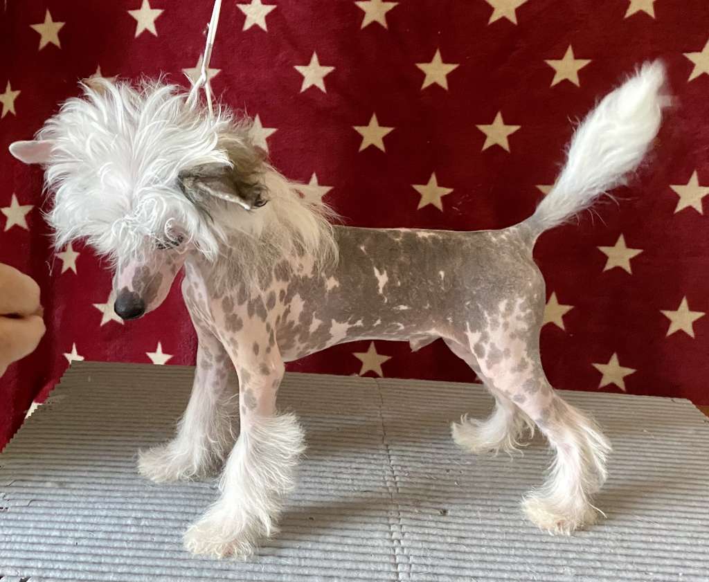 Chic To Chic Jerusalema